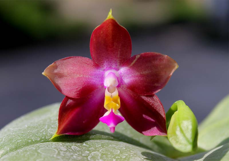 Phalaenopsis Yaphon Red Jewel x Ld's Bear Queen.jpg