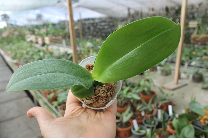 Phalaenopsis Ching Her Buddha x Mituo Sun.jpg