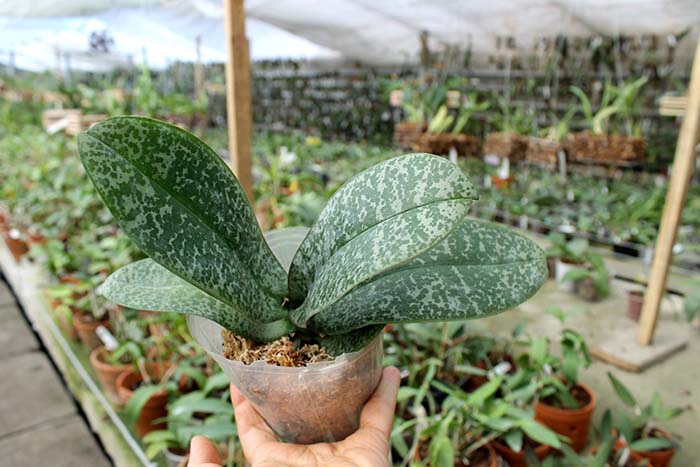 Phalaenopsis stuartiana 'Sogo'.jpg