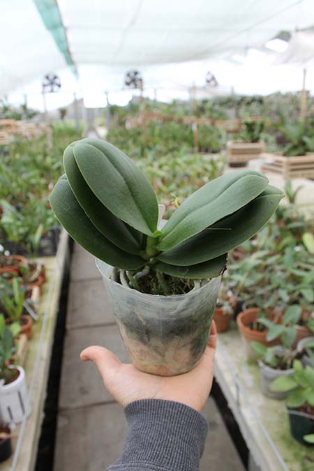 Phalaenopsis I-Hsin 'Spot Eagle'.jpg