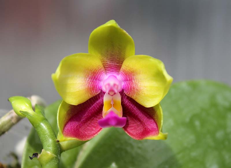 Phalaenopsis LD Emerald Bear x LD Double Dragon.jpg
