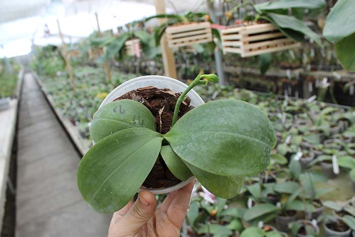 Phalaenopsis Chang Yi Green Giant x Yaphon Godboy.jpg