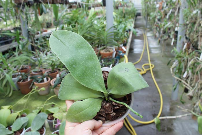 Chang Yi Green Giant x Yaphon Godboy.jpg