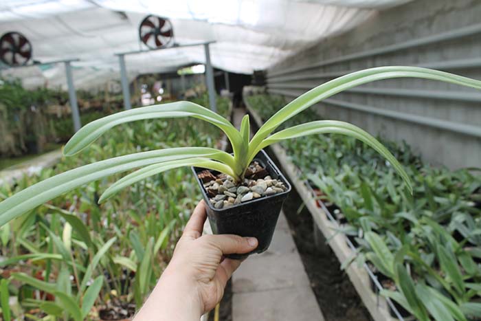 Paphiopedilum rothschildianum.jpg
