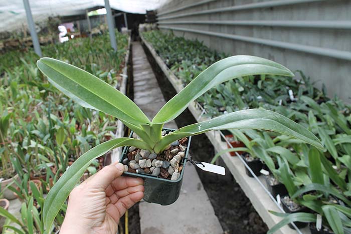 Paphiopedilum Michael Koopowitz x sanderianum.jpg