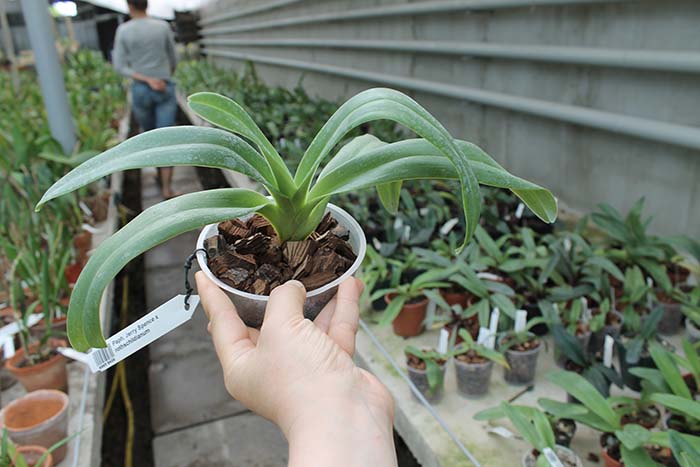 Paphiopedilum Jerry Spence x rothschildianum.jpg