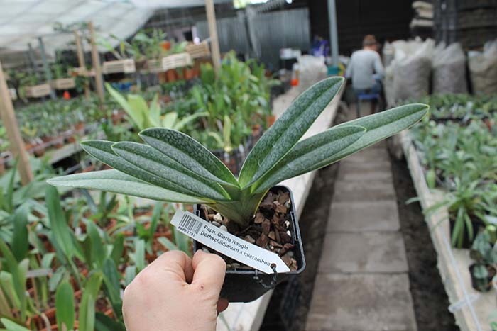 Paphiopedilum Gloria Naugle.jpg