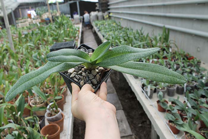 Paphiopedilum Dollgoldi.jpg