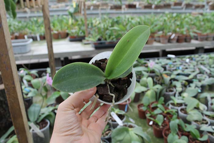 Phalaenopsis Natasha 'Aiko'.jpg