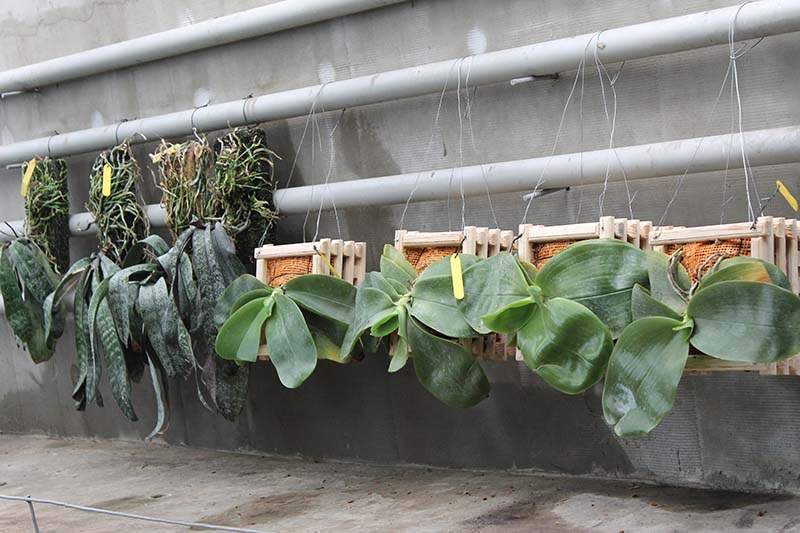 very big orchids.jpg