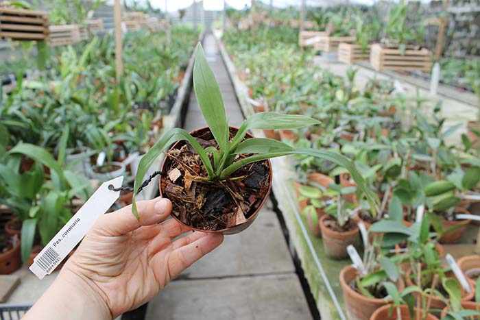 Pescatoria coronaria.jpg