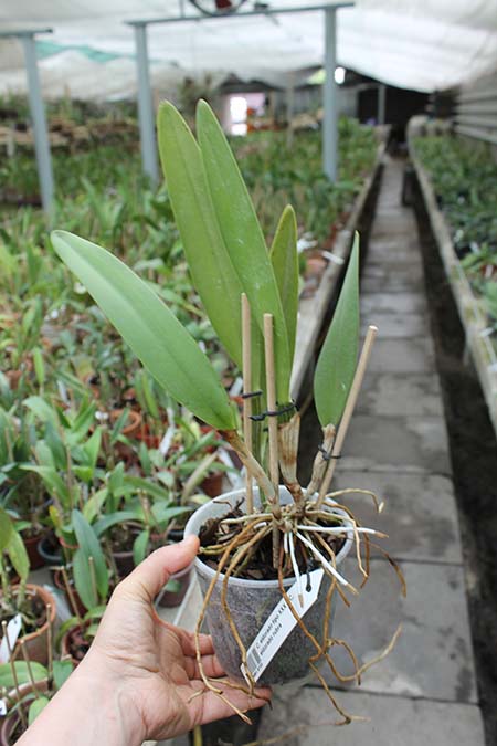 Cattleya eldorado tipo XXX x Cattleya eldorado rubra.jpg