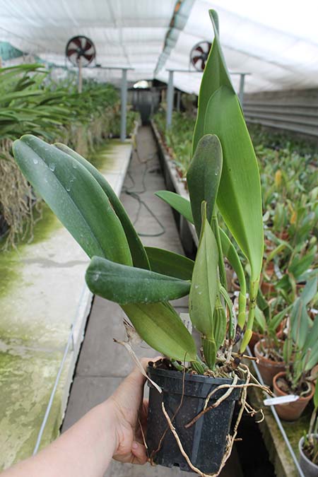 Brassolaeliocattleya Alma Kee 'Tipmalee'.jpg