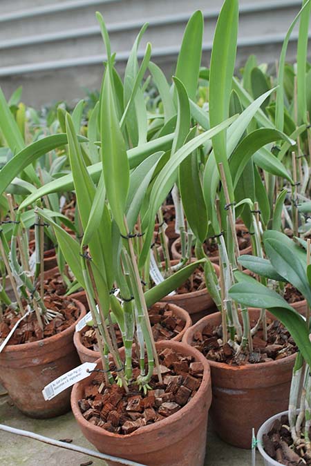 Brassocattleya Golf Green 'Hair Pig'.jpg