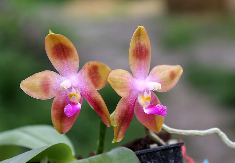 Phalaenopsis KS Happy Eagle x tetraspis 'Red #1'.jpg