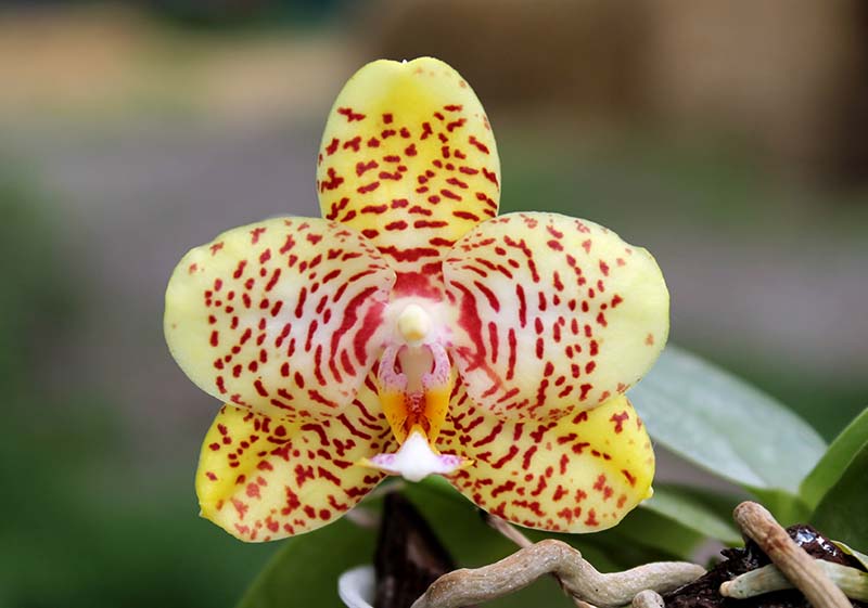 Phalaenopsis Yaphon Image x Jennifer Palermo.jpg