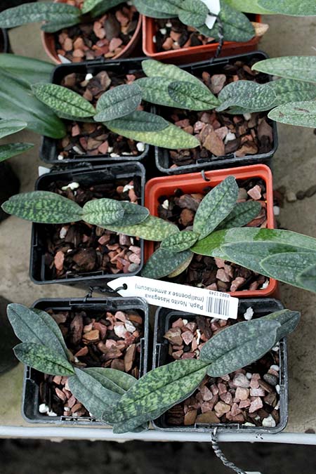 Paphiopedilum Norito Hasegawa.jpg