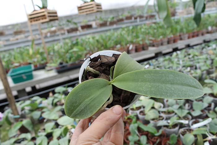 Phalaenopsis Natasha 'Aiko'.jpg