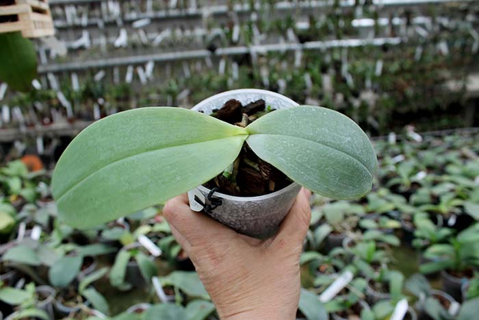 Phalaenopsis gigantea x Yaphon Sir.jpg