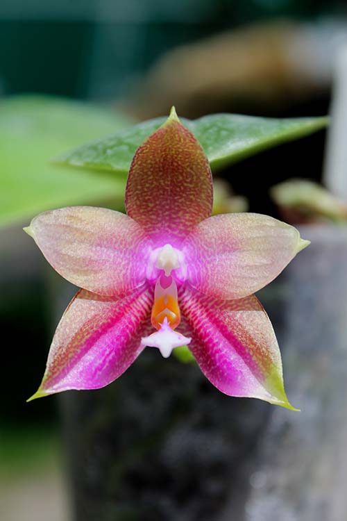 Phalaenopsis Zheng Min Muscadine x Tying Shin Fly Eagle.jpg