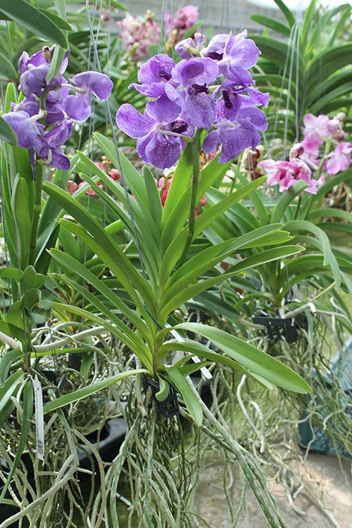 Ascocenda Princess Mikasa Blue.jpg