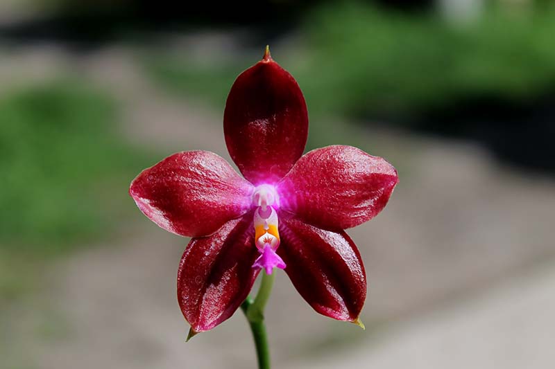 Phalaenopsis tetraspis 'C#1' x Dragon Tree Eagle.jpg