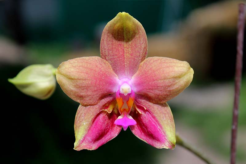 Phalaenopsis Lioulin Moon x bellina blue.jpg