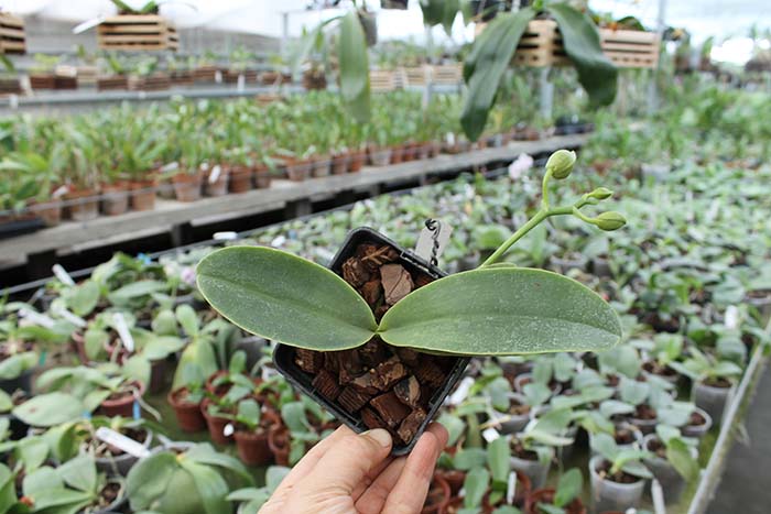 Phalaenopsis Natasha 'Aiko'.jpg