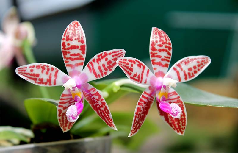 Phalaenopsis Chienlung Corningosa.jpg