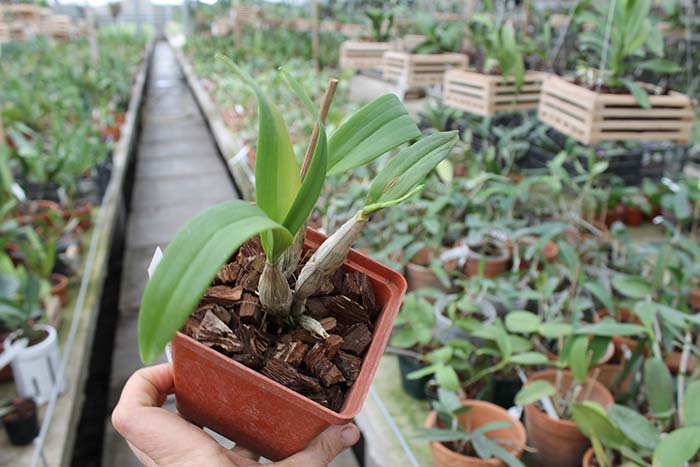 Dendrobium Enobi Purple 'Splash'.jpg