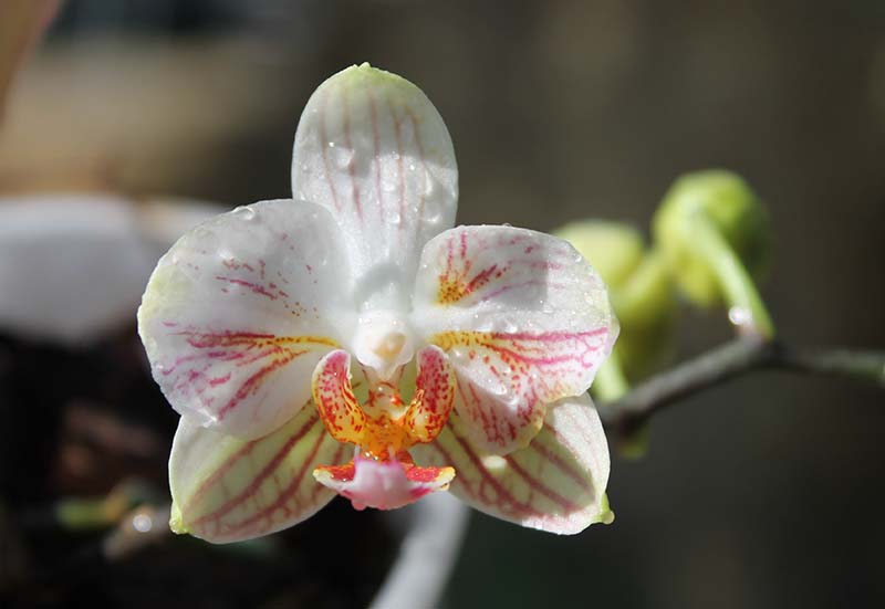Doritaenopsis Little Gem Stripe x Phalaenopsis Joy Dreamy Jade.jpg
