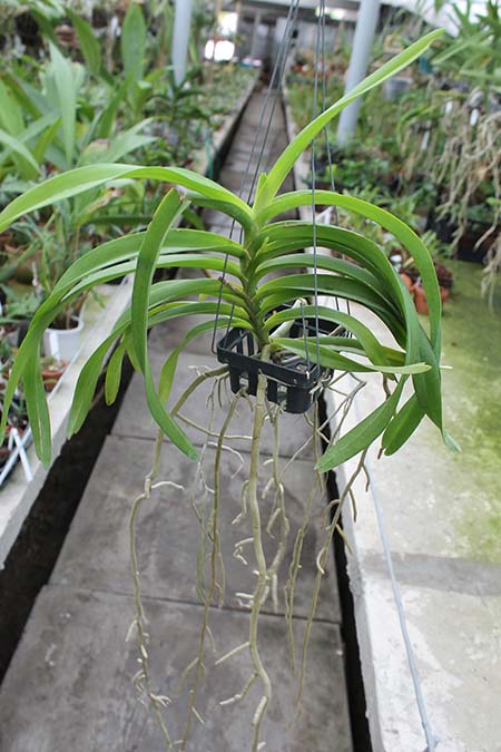 Vanda denisoniana x Rhynchostylis coelestis.jpg