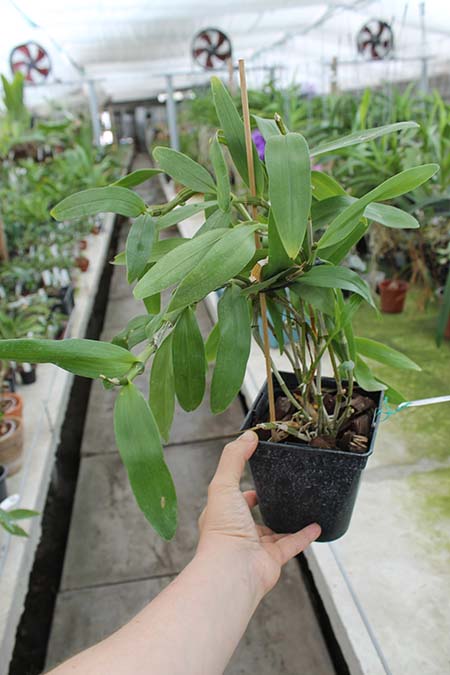Dendrobium Cybelle.jpg