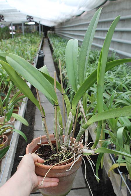 Cattleya Harold 'alba' (gaskelliana x warscewiczii).jpg