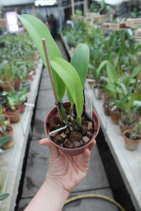 Cattleya rex splash x self.jpg