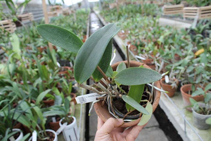 Cattleya Hsinying Cognac 'Thai Spots'.jpg