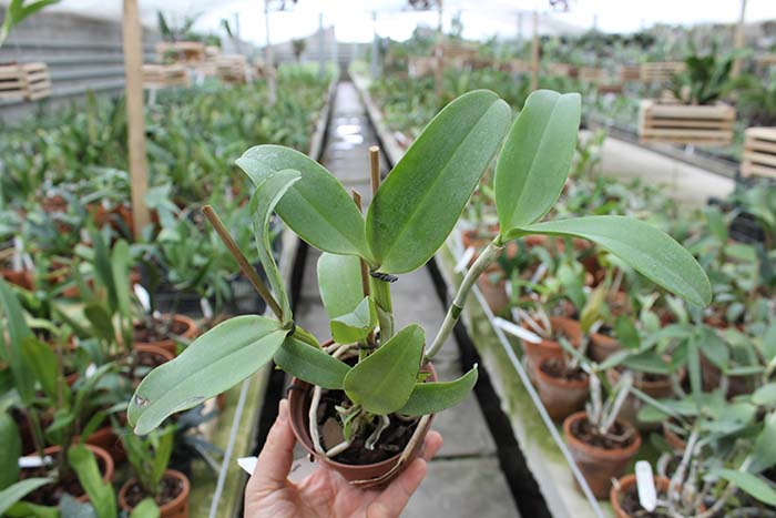 Cattleya amethystoglossa dark spots x sib.jpg