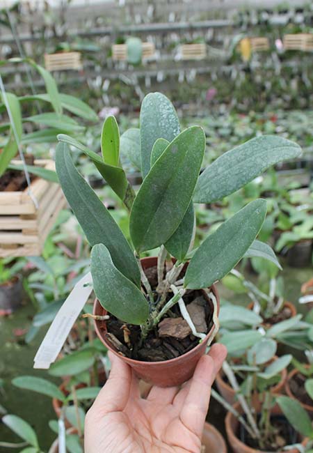 Cattleya schilleriana x Cattleya Peckhaviensis.jpg