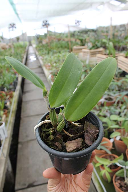 Cattleya Sea Breeze 'Blue Ribbon'.jpg