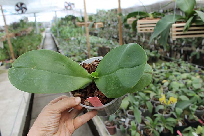 Phalaenopsis Mituo Sun x Ld's Bear King.jpg