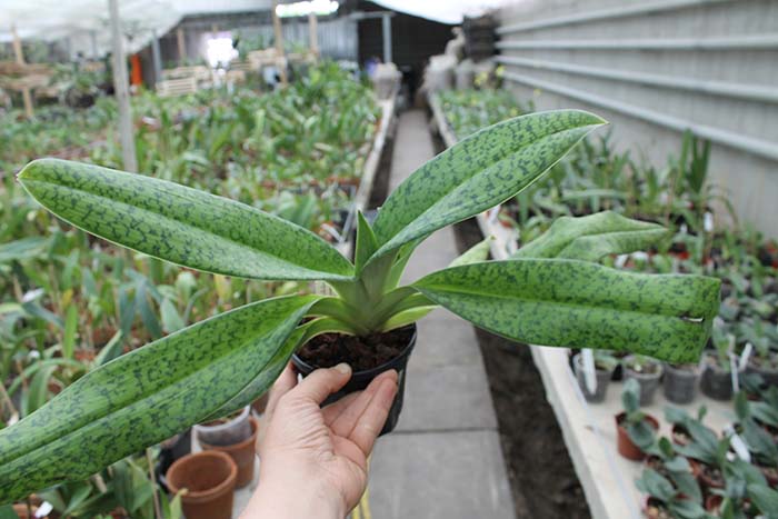 Paphiopedilum dayanum х kolopakingii.jpg