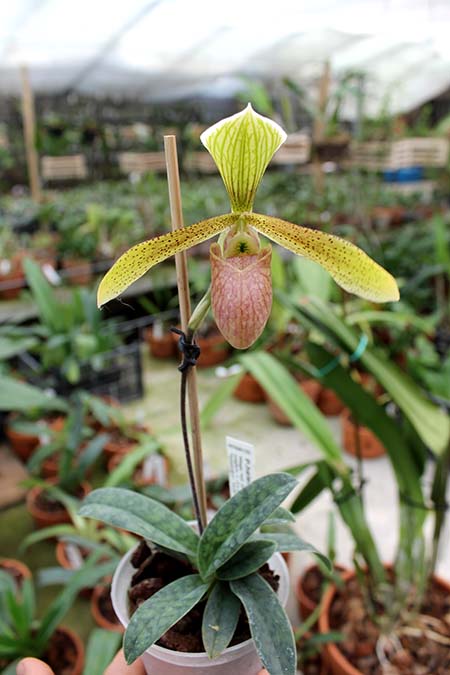 Paphiopedilum helenae x sukhakulii.jpg
