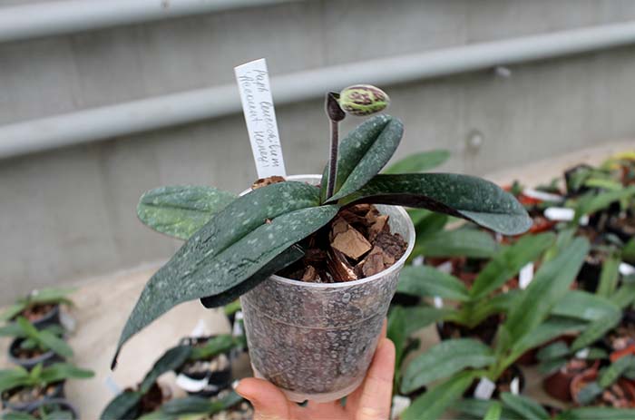 Paphiopedilum leucochilum 'Account Honey'.jpg