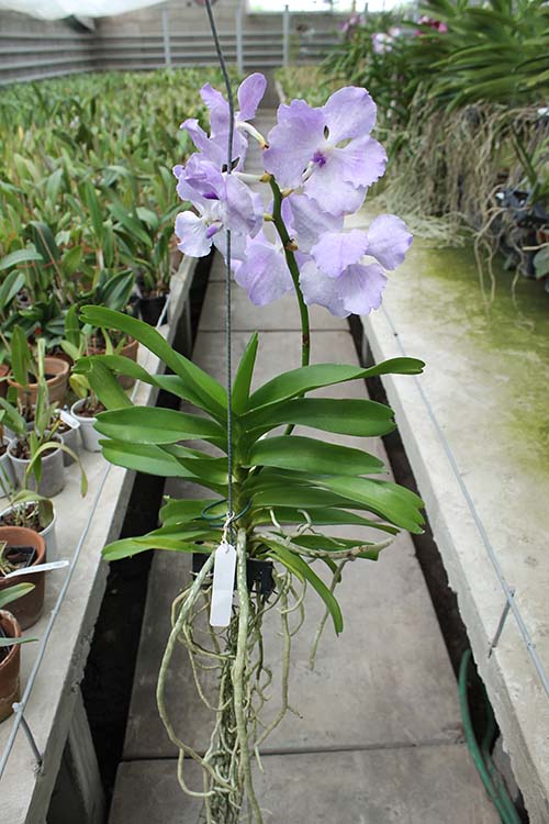 Vanda Kanchana Lavender Mist.jpg