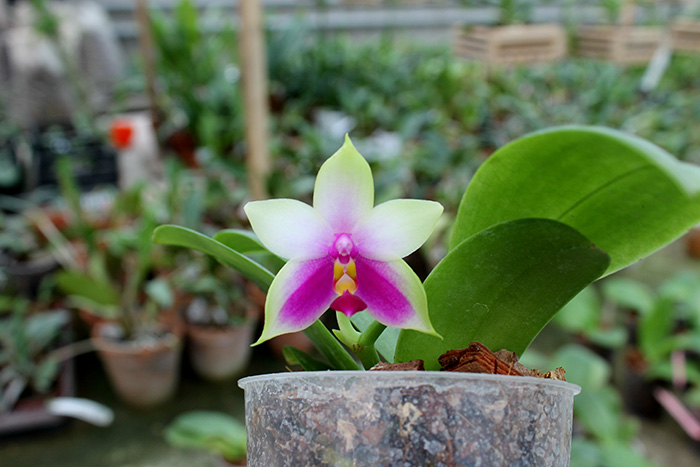 Phalaenopsis bellina AL.jpg
