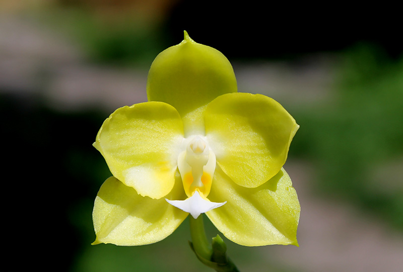 Phalaenopsis (Yaphon Goldlight x Yaphon Rose) x Joy Spring Canary.jpg