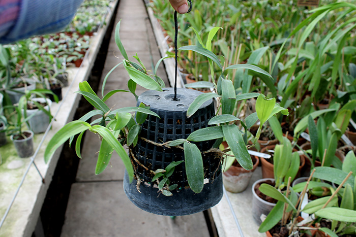 Coelogyne lindleyana.jpg