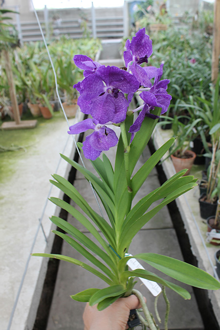 Ascocenda Princess Mikasa Blue.jpg