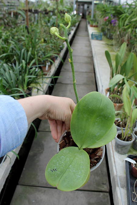 Phalaenopsis Mituo Sun 'Mituo #1' x Ld's Bear King 'YK-14'.jpg