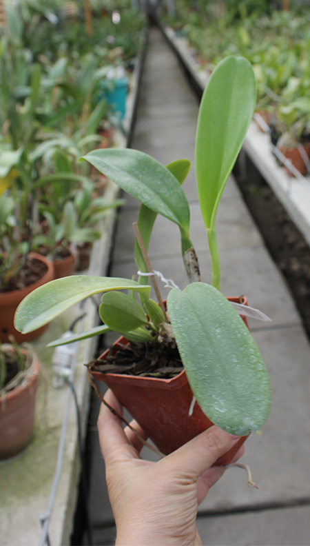 Cattleya warneri coerulescens 'J Dias de Castro' x SELF.jpg